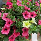 Zašto listovi petunije požute